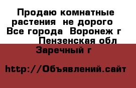 Продаю комнатные растения  не дорого - Все города, Воронеж г.  »    . Пензенская обл.,Заречный г.